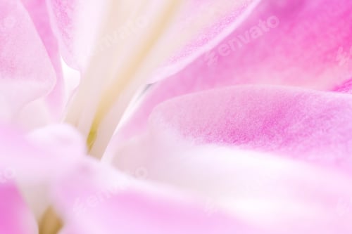 Preview: Abstract pink macro flower heads 3