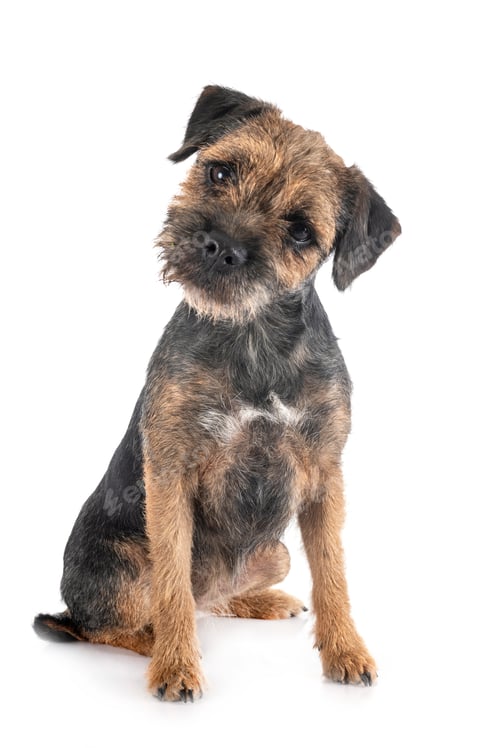 Preview: young border terrier