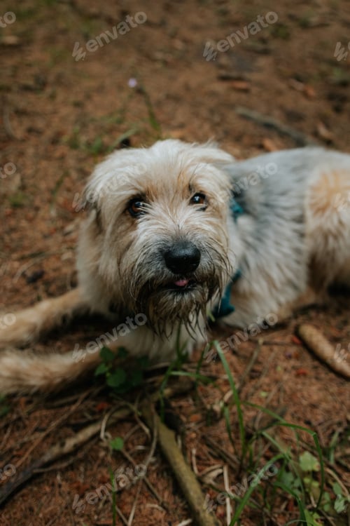 Preview: Happy dog in the forest