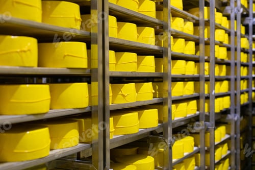 Preview: Big heads of yellow fresh cheese in cheese factory background