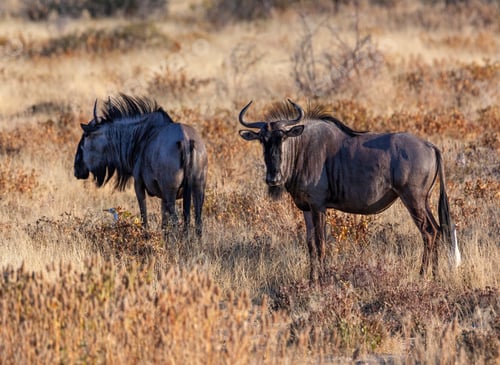 Preview: Wildebeest - Etosha National Park - Namibia