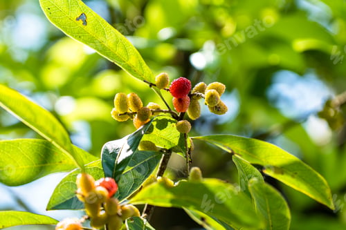 Preview: Closeup view of wild fruits