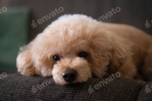 Preview: A red-brown toy poodle dog. Toy poodle puppy