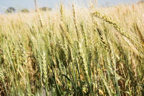 Preview: Close up golden wheat field in harvest season with sunlight