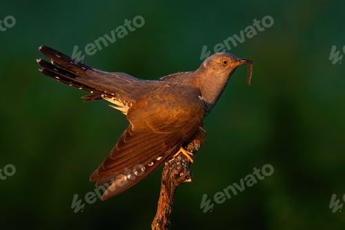 Preview: Common cuckoo holding worm on tree in summer sunset