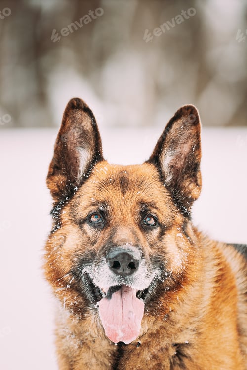 Preview: Portrait Of Purebred Adult Alsatian Wolf Dog Winter Day. Curious German Shepherd Dog Look At Camera