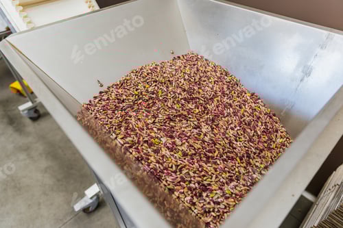 Preview: Tray of dry pistachios ready for packaging in a warehouse