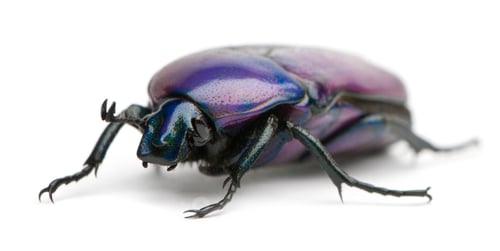 Preview: Beetle, Chlorocala Africana Oertzeni, in front of white background
