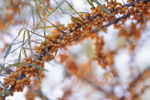 Preview: A close-up of a sea buckthorn branch laden with bright yellow berries, berries with vitamins