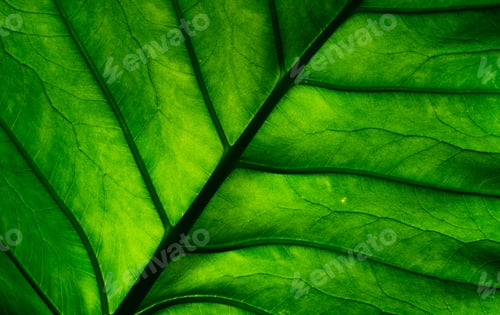 Preview: Macro shot detail of green leaf. Natural green leaf texture background. Background for organic