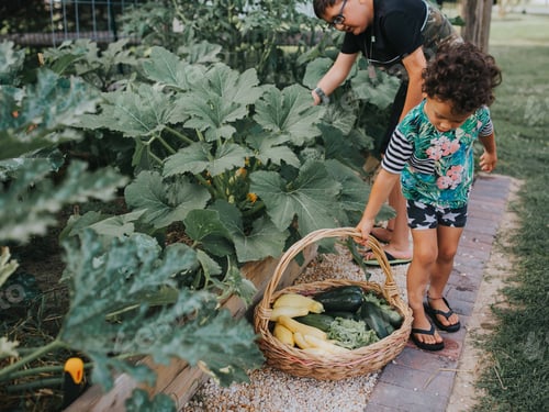 Preview: Kids gathering food from garden