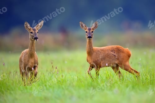 Preview: Roe-deers in a clearing