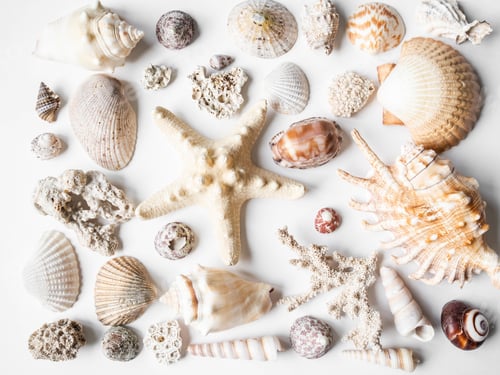 Preview: Seashells, mollusk flaps, pieces of dead coral and starfish composition