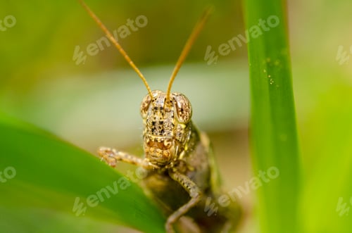 Preview: Macro close-up of a grasshopper peeking through green leaves