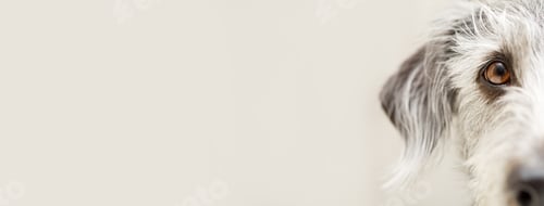 Preview: Dog Eye Closeup Web Banner