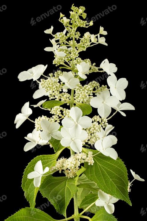 Preview: Inflorescence of hydrangea, isolated on black background