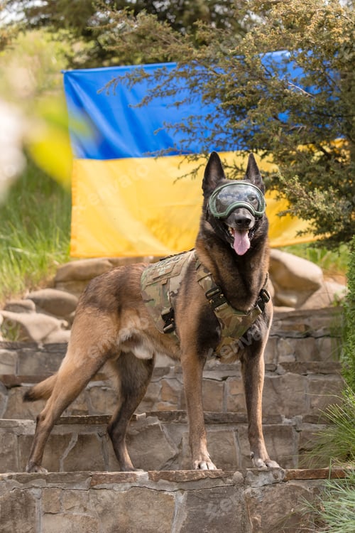 Preview: Dog armor. Dog in a bulletproof vest. Belgian Shepherd Malinois dog in front of a Ukrainian flag.
