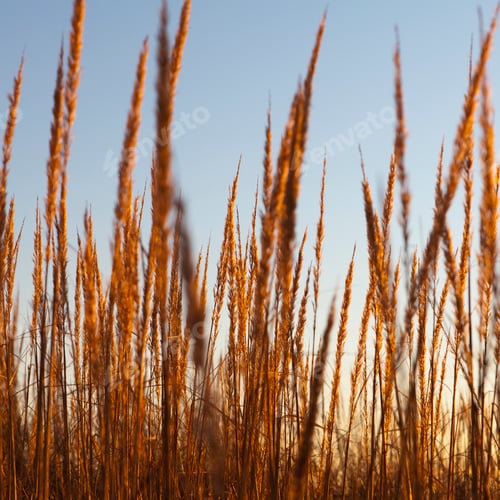 Preview: Sea grasses on the shore at Long Beach Peninsula, near Oysterville, Washington.