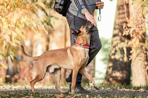 Preview: Belgian Shepherd Malinois lying down in fallen leaves in the public park. Fall, autumn. Happy dog o