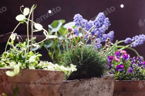 Spring Flowers