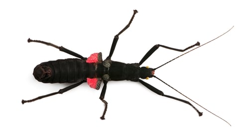 Preview: Peruphasma schultei, stick insect, in front of white background
