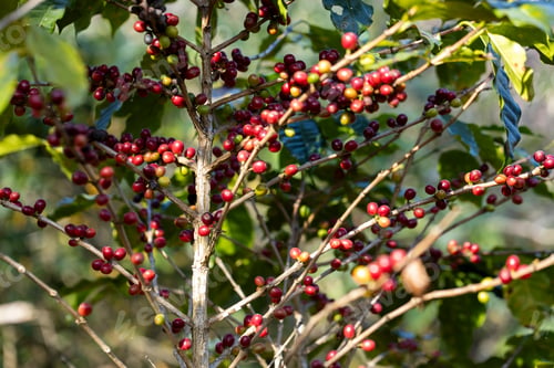 Preview: harvesting coffee berries by agriculture. Coffee beans ripening on the tree in North of Thailand