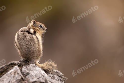 Preview: Close-up of a Golden Mantled Ground Squirrel standing on a rock