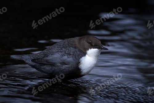 Preview: White-throated dipper (Cinclus cinclus)