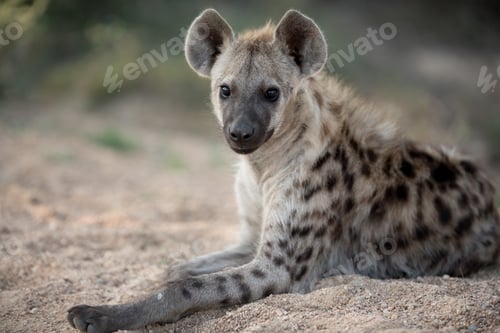 Preview: Closeup shot of a spotted hyena resting on the ground with a blurred background