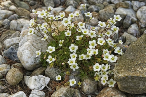 Preview: Flowers growing between the stones