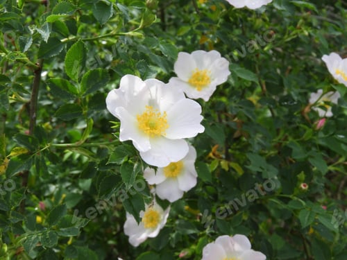 Preview: Closeup shot of a white woods rose plant in a forest