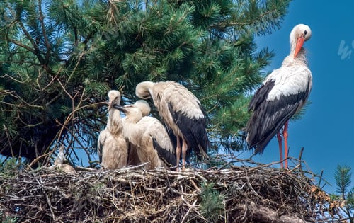 Preview: group of storks in a nest on a tree with a clear blue sky background