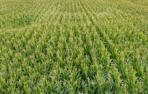 Preview: Corn plant growing in the field from above.