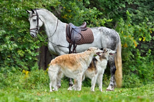 Preview: Beautiful russian borzoi dogs with gray horse