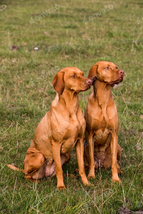 Preview: Portrait of two Vizla dogs sitting side by side on a meadow.