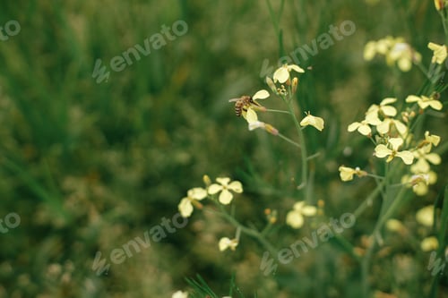 Preview: Bee pollinating wildflowers in summer field. Bee sitting on yellow flowers close up