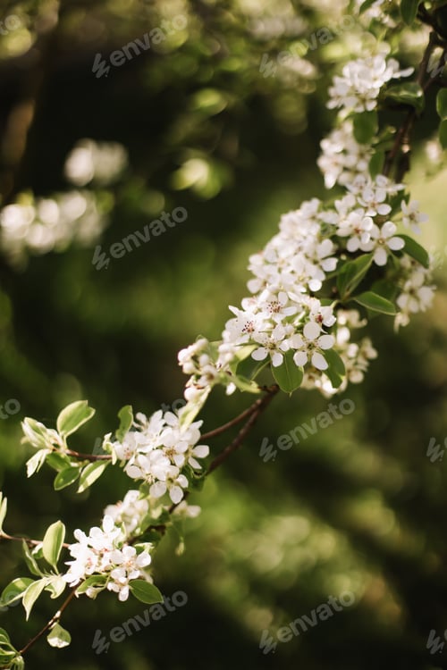Preview: Branches of blossoming cherry or apple tree macro with soft focus on gentle light nature background