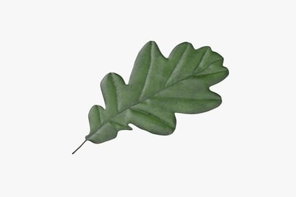 Preview: Mature Green Oak Leaf, Detailed Veins