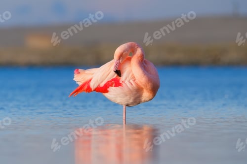 Preview: A graceful pink flamingo stands solitary in the calm water.