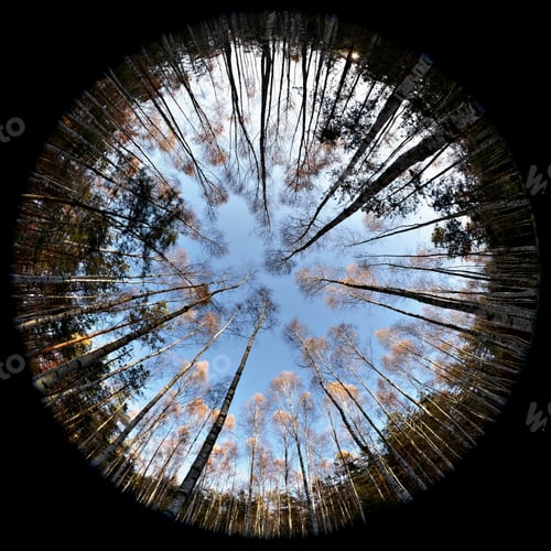 Preview: Fisheye view of forest