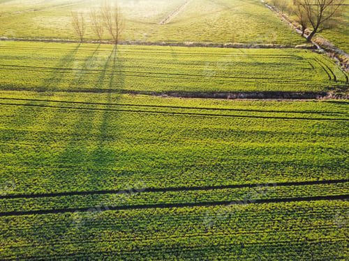 Preview: Aerial view of a spring green field