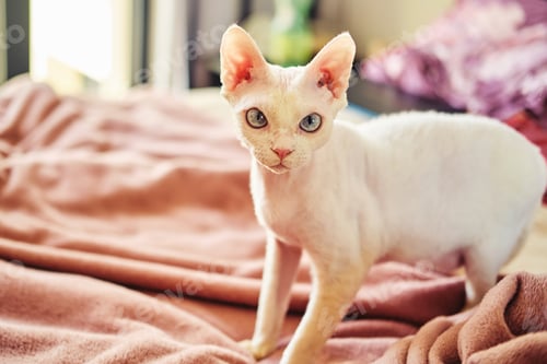 Preview: Sphynx Devon Rex cat close-up. Portrait of a pet. The cat plays with the owner on the bed at home.
