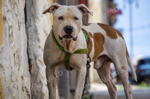 Preview: Cute little dog in the Streets of Old Havana City, Capital of Cuba