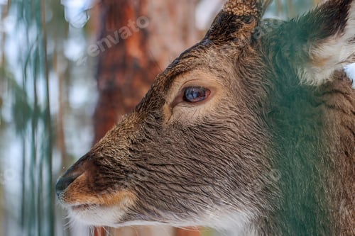 Preview: Deer gazes over a snow-covered forest of trees