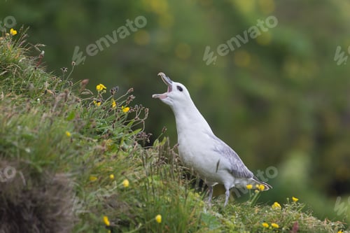 Preview: Fulmar, Fulmarus glacialis, sat on grassy slope on a cliff edge