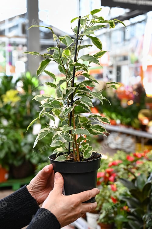 Preview: The hands of a female seller hold a pot of ficus in a flower shop. Banner