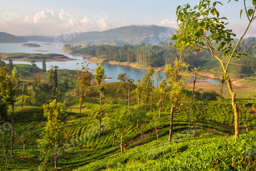Preview: Tea plantation