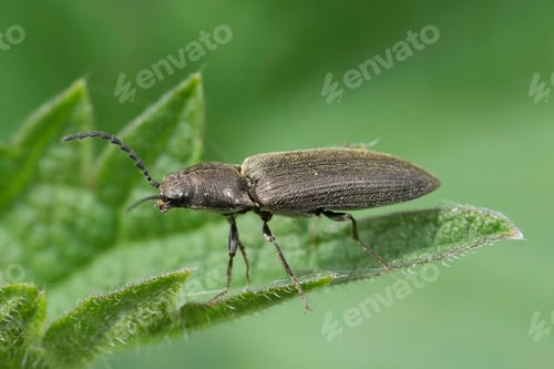 Preview: Closeup on a European brown colored clikcing-beetle, Cidnopus aeruginosus sitting on a green leaf