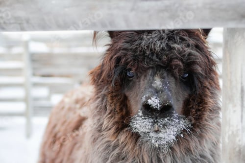 Preview: Portrait of brown curly lama on a farm at wintertime.