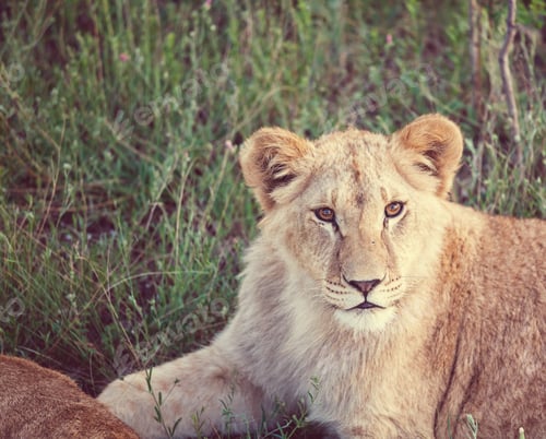 Preview: Lion